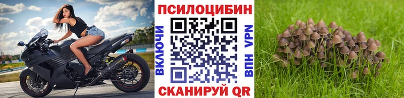как найти   Уварово  kraken зеркало  Галлюциногенные грибы Cubensis 
